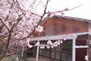北九州泉台の戸建て 3月頃綺麗な花が咲きます♪