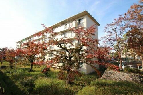 金剛第３住宅２２４棟 5階建