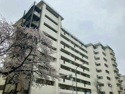 美しが丘ルピナス