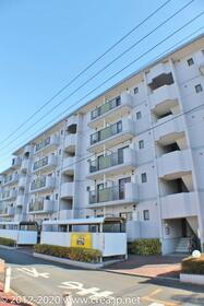 ゴールドクレスト