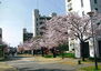 ＵＲアルビス寺本 春には桜