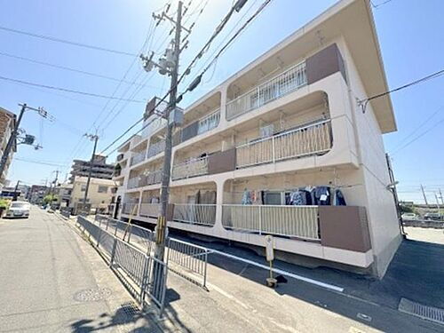 シロハイヌ向島