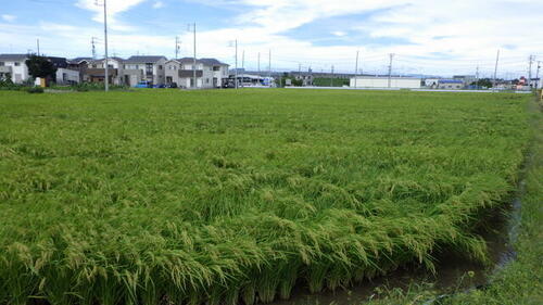 愛知県一宮市千秋町町屋字西野