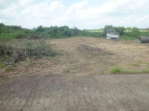 宮城県大崎市松山千石字一本松