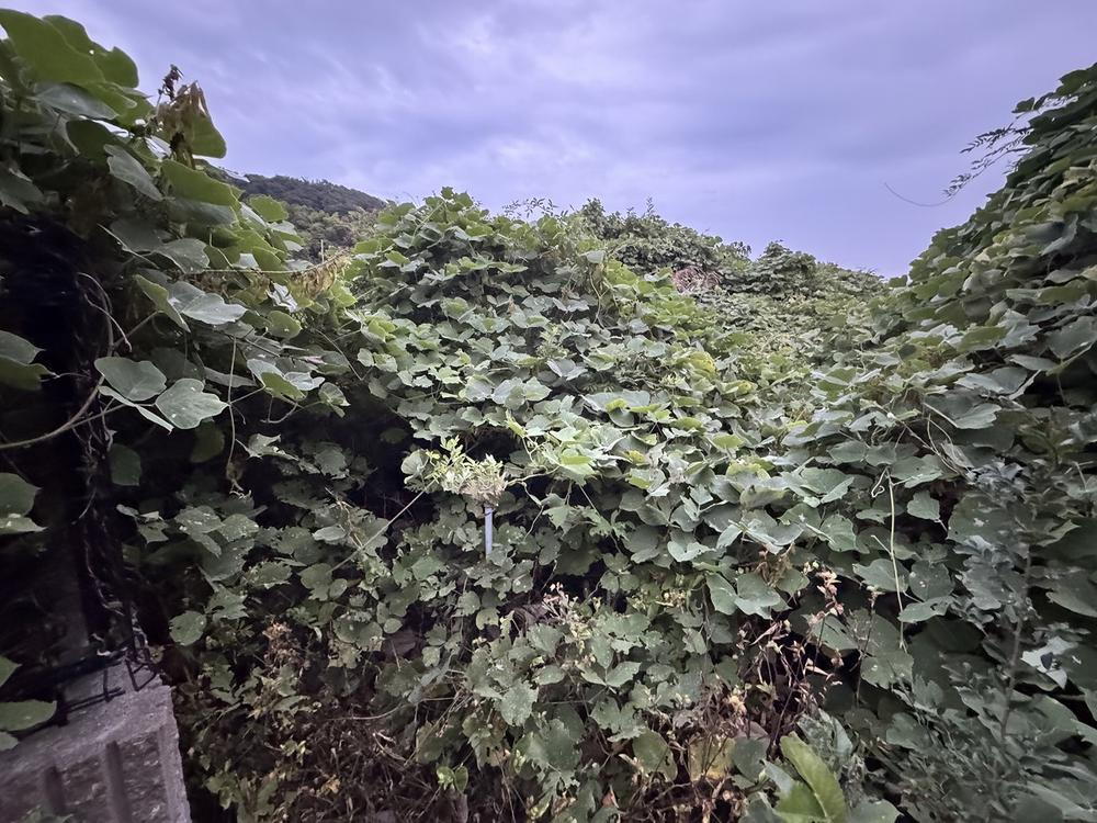 兵庫県淡路市尾崎 100万円