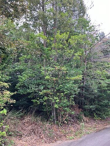 静岡県浜松市浜名区引佐町川名 土地