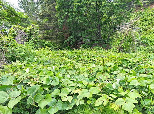 北海道小樽市稲穂５丁目 190万円