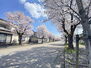 八幡分譲地　区画２４ 春は桜並木が映える景観の良い分譲地です。