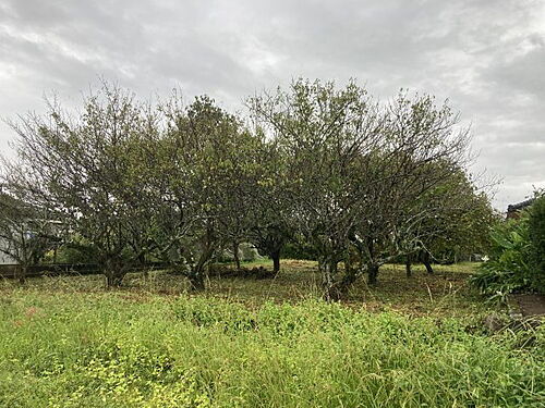 鹿児島県薩摩郡さつま町神子 土地
