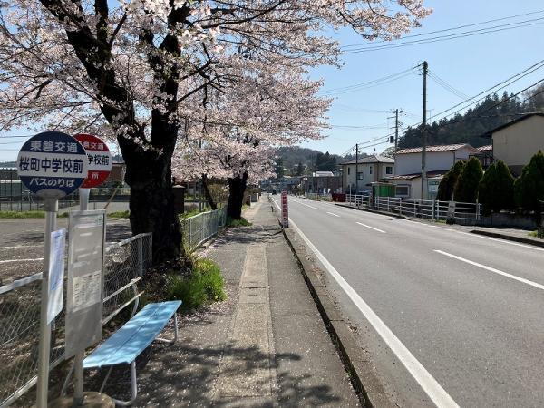 分譲地前の道路沿いには桜並木があり春らしい景色を楽しめます（2024年4月撮影）