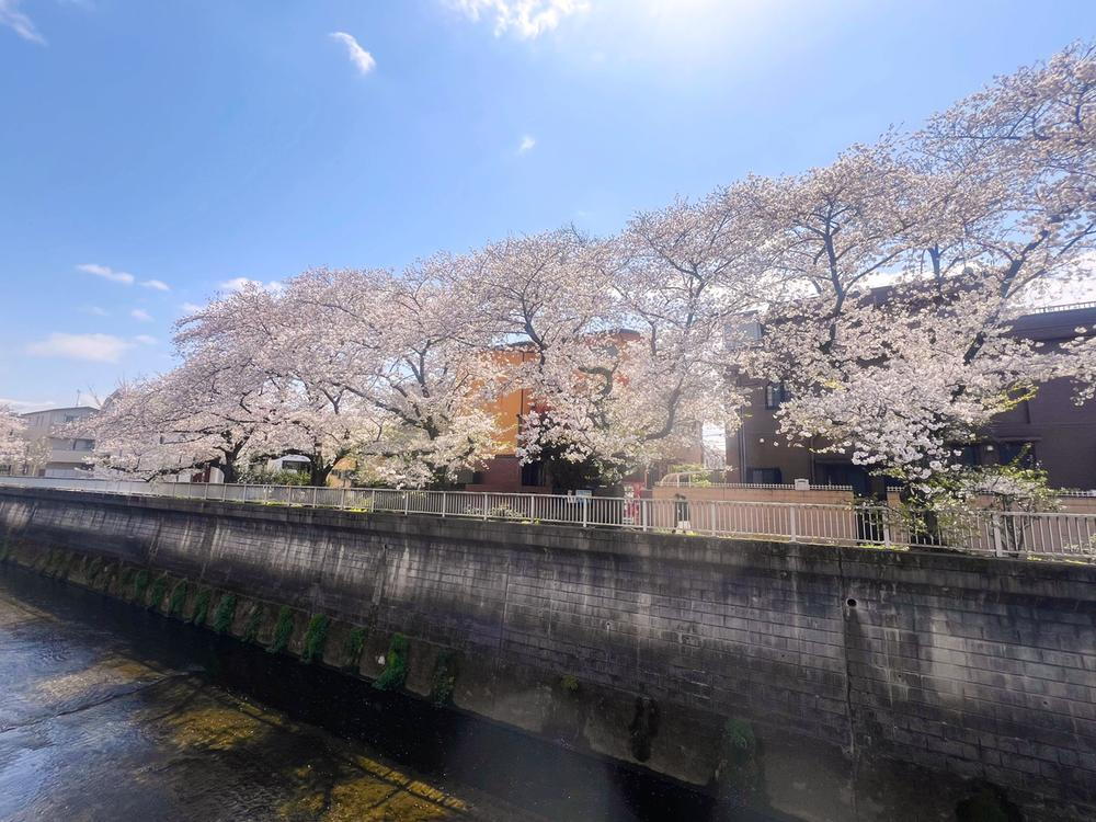 【石神井川沿い桜並木】<BR>裏手に桜並木があり、春の風物詩を住戸から愉しむことが出来ます。<BR>周辺には「高稲荷公園」や「城北中央公園」「ワーナー ブラザース スタジオツアー東京」などのレジャー施設が点在。