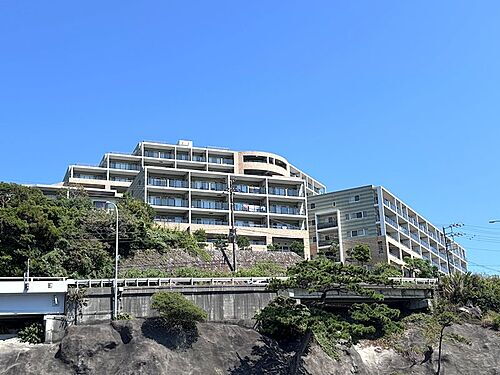 アデニウム真鶴