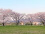 Ｌｅ　ｃｉｅｌ　京田辺市東西神屋 西神屋公園徒歩３分♪♪毎年のお花見シーズンが楽しみですね♪