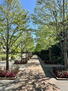 ブランズシティ世田谷中町ブルームフォレスト 【シーズンプロムナード】敷地内の遊歩道。植栽が取り囲む並木道には、気持ちの良いそよ風が流れる設計です