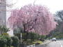 竹山団地３１０１号棟 春に咲く団地内の枝垂れ桜