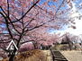 クレスト柏３号棟 徒歩2分の場所にある松ケ崎城跡は、戦国ロマンに浸りつつ自然を満喫できる場所。今は河津桜が満開ですよ♪