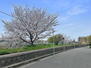 ディオ・フェルティ豊中 千里側沿いの土手まで30m 千里川沿いの土手には、春になったら桜が咲きます