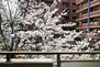 ローレルスクエア白庭台１番館 春にはお部屋から花見（桜）が出来ます。<BR>今年も綺麗でした。
