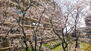 サンハイツ古国府　２Ｆ 毎年お部屋から綺麗な桜が見えます♪