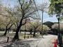 西公園ハウス 春には西公園周辺の桜並木が楽しめます